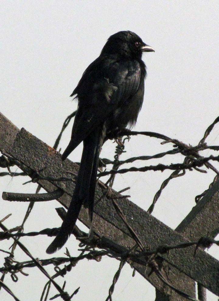 Black Drongo - ML645455729