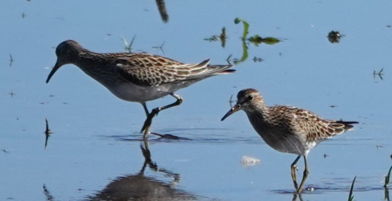 Pectoral Sandpiper - ML645455730