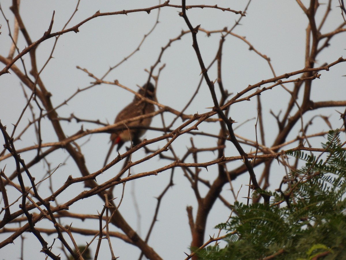 Red-vented Bulbul - ML645455732