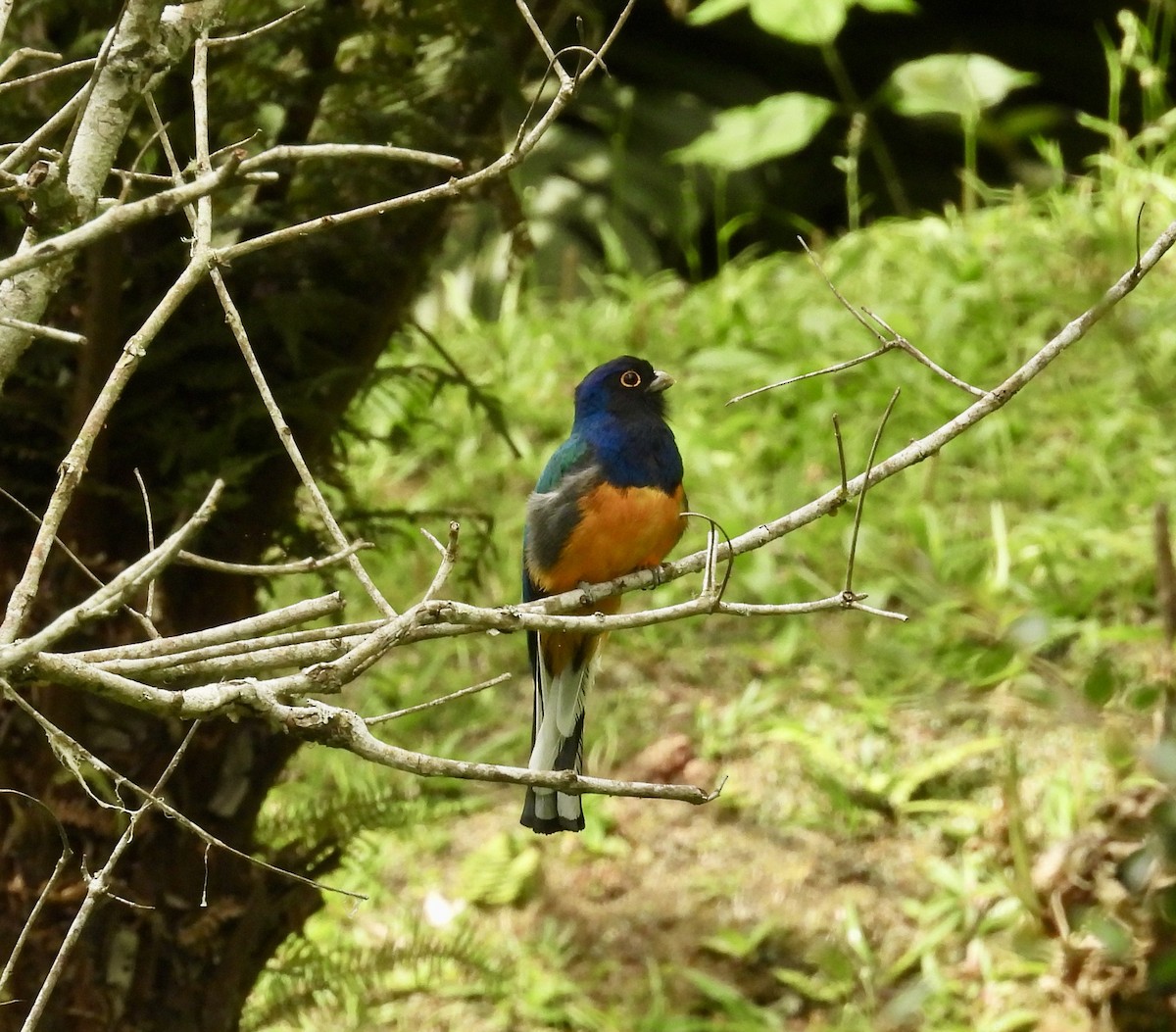 Surucua Trogon - ML645455737