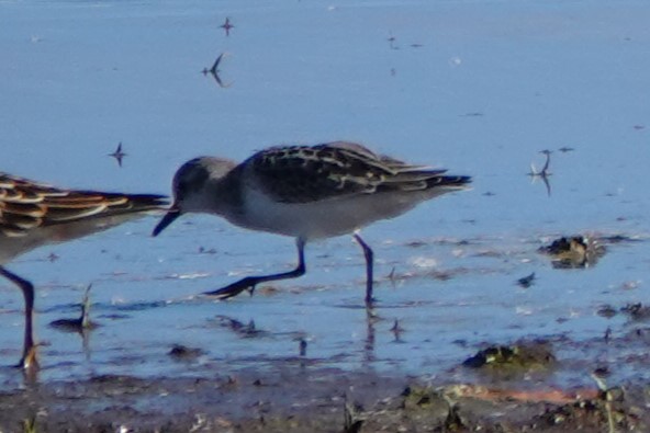 Semipalmated Sandpiper - ML645455739