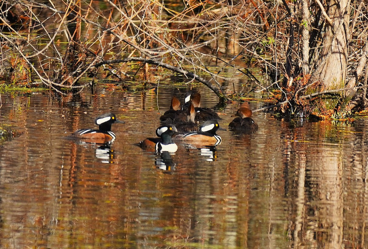 Hooded Merganser - ML645455740