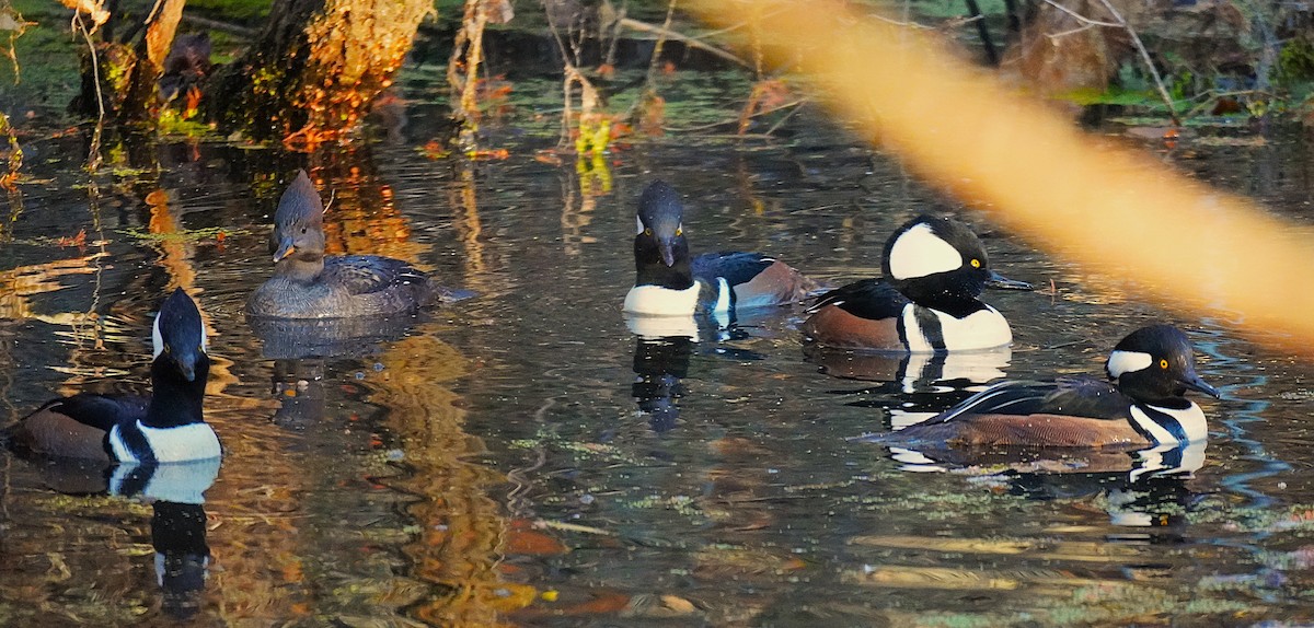 Hooded Merganser - ML645455741