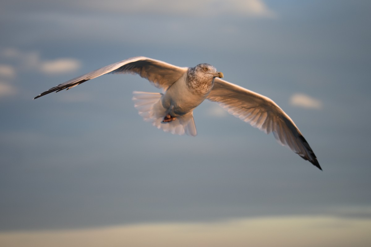 American Herring Gull - ML645455742