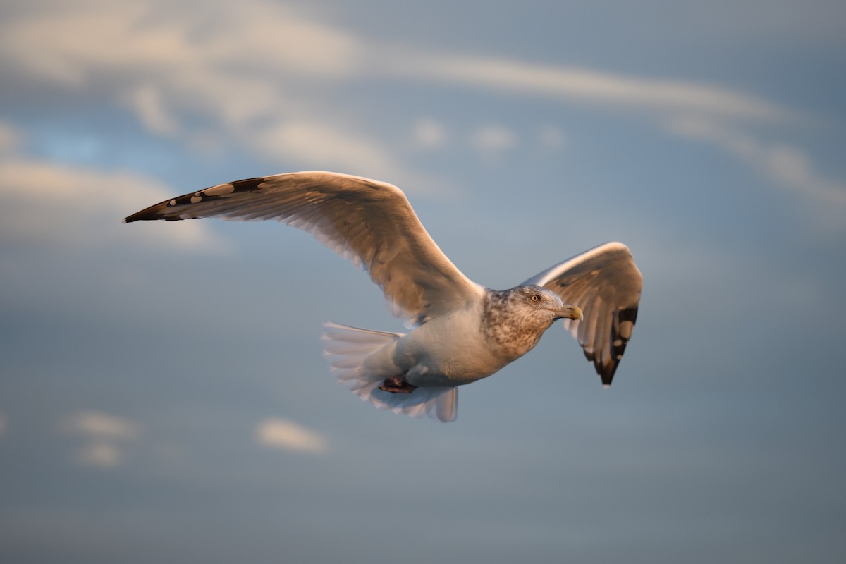 American Herring Gull - ML645455743