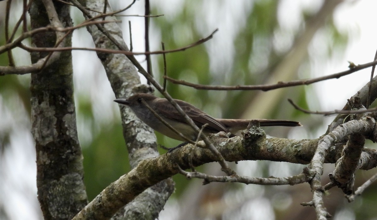 Swainson's Flycatcher - ML645455744