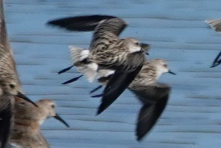 Semipalmated Sandpiper - ML645455745