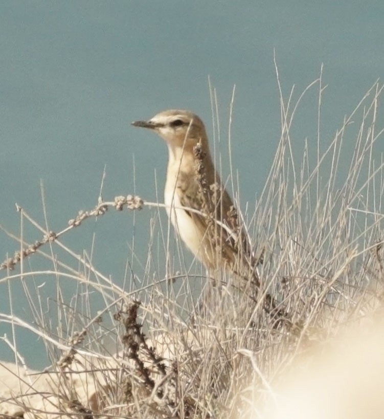 Isabelline Wheatear - ML645455746