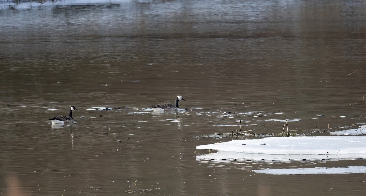 ברנטה קנדית - ML645455751