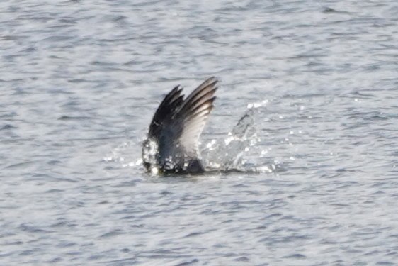 Ring-billed Gull - ML645455757