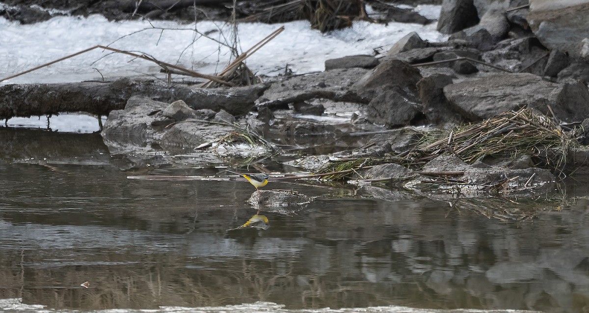 נחליאלי זנבתן - ML645455761
