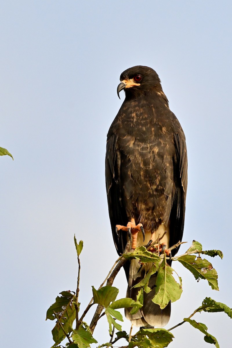 Snail Kite - ML645455763
