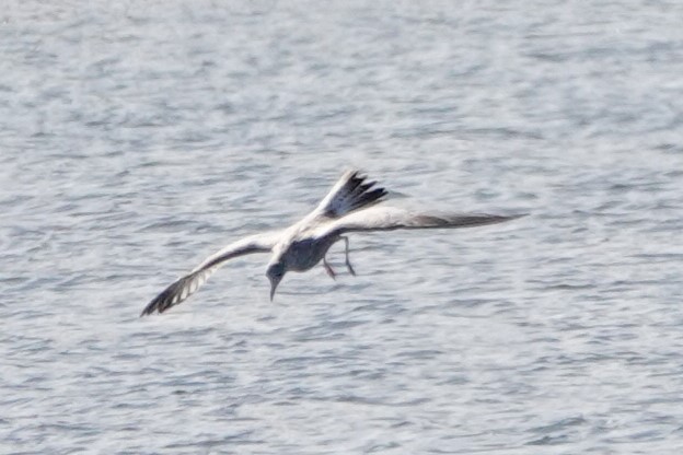 Ring-billed Gull - ML645455768