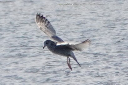 Ring-billed Gull - ML645455783
