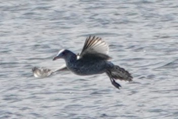 Ring-billed Gull - ML645455801