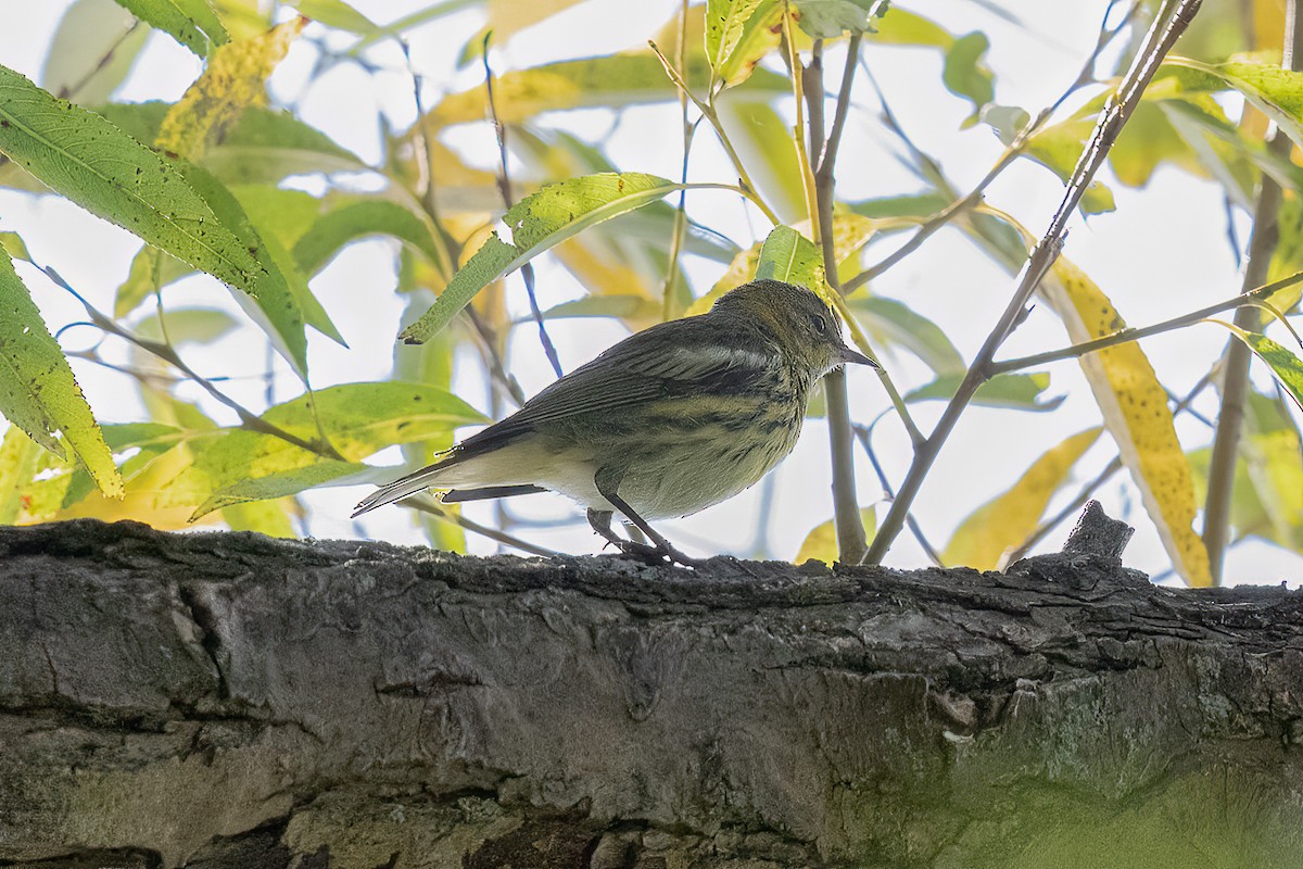 Cape May Warbler - ML645455802