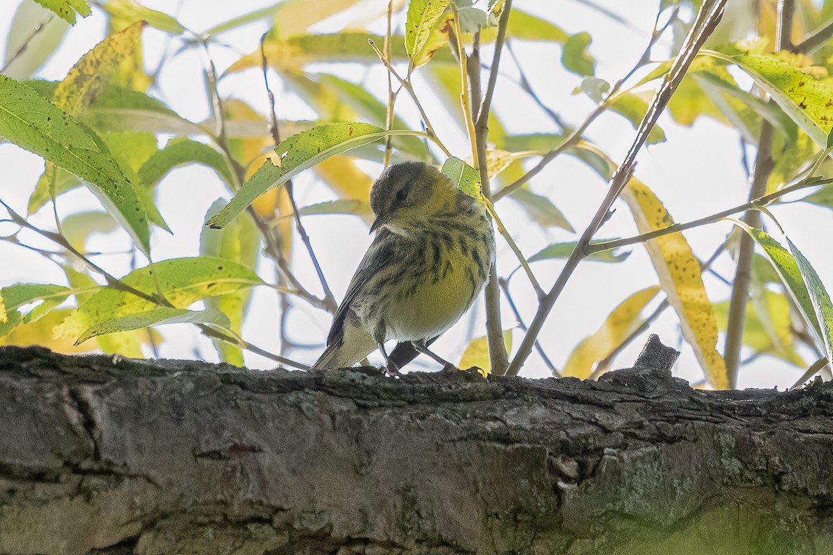 Cape May Warbler - ML645455803
