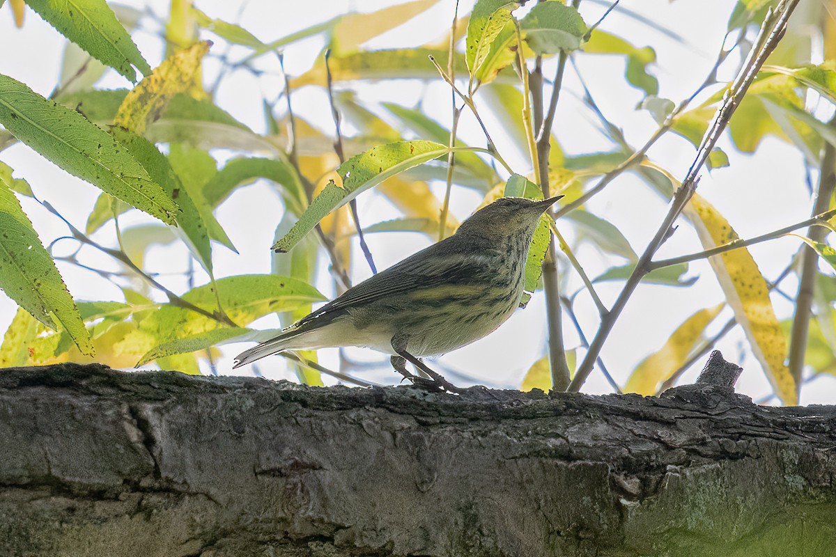 Cape May Warbler - ML645455804