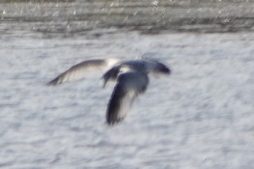 Ring-billed Gull - ML645455808