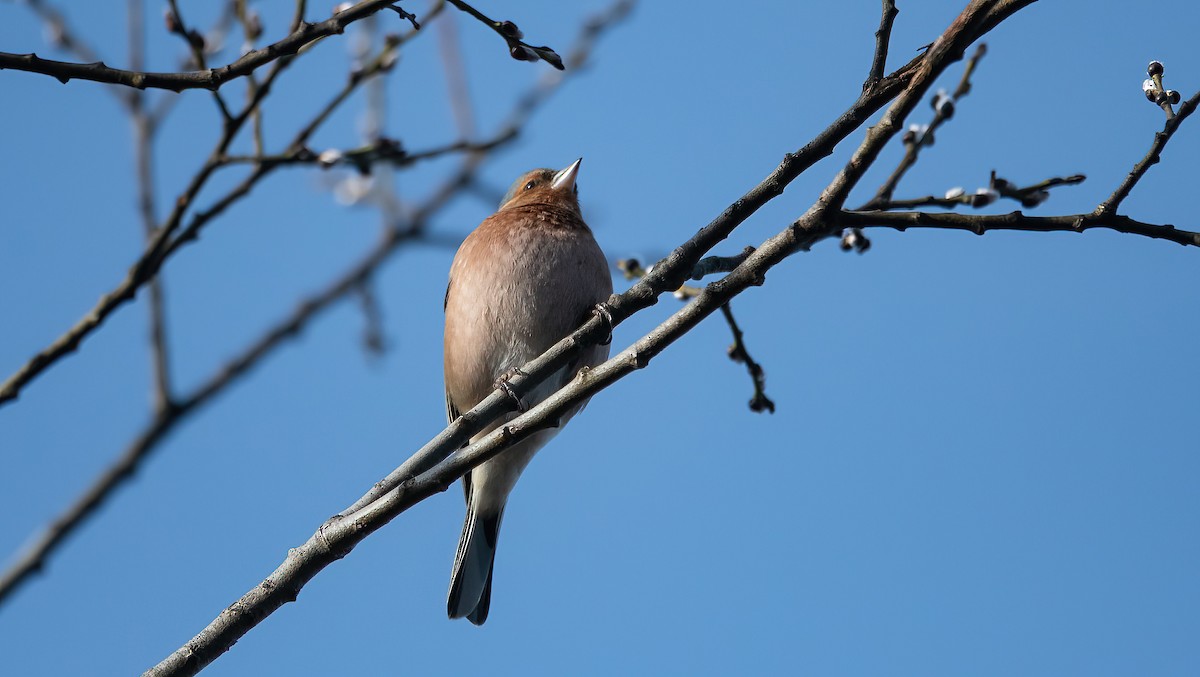 פרוש מצוי - ML645455809