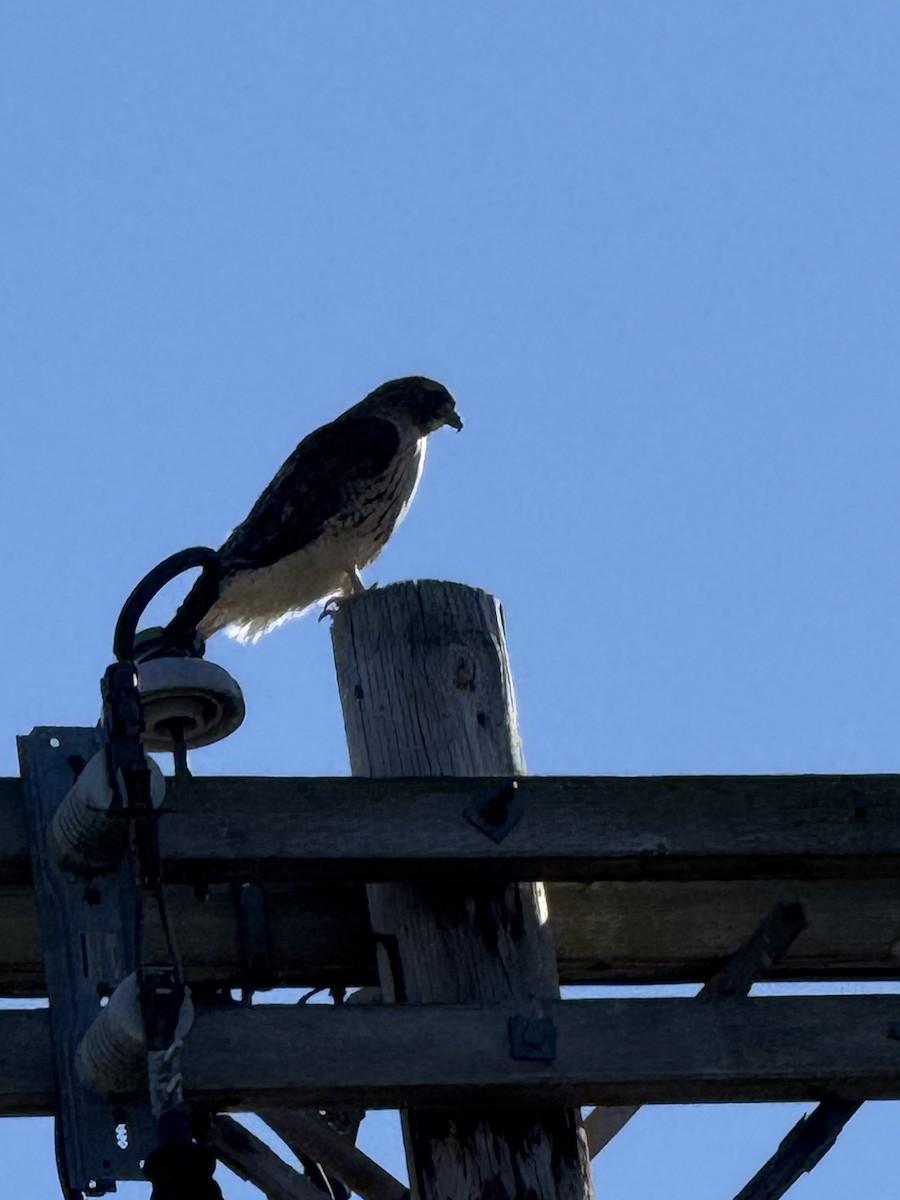 Red-tailed Hawk - ML645455810