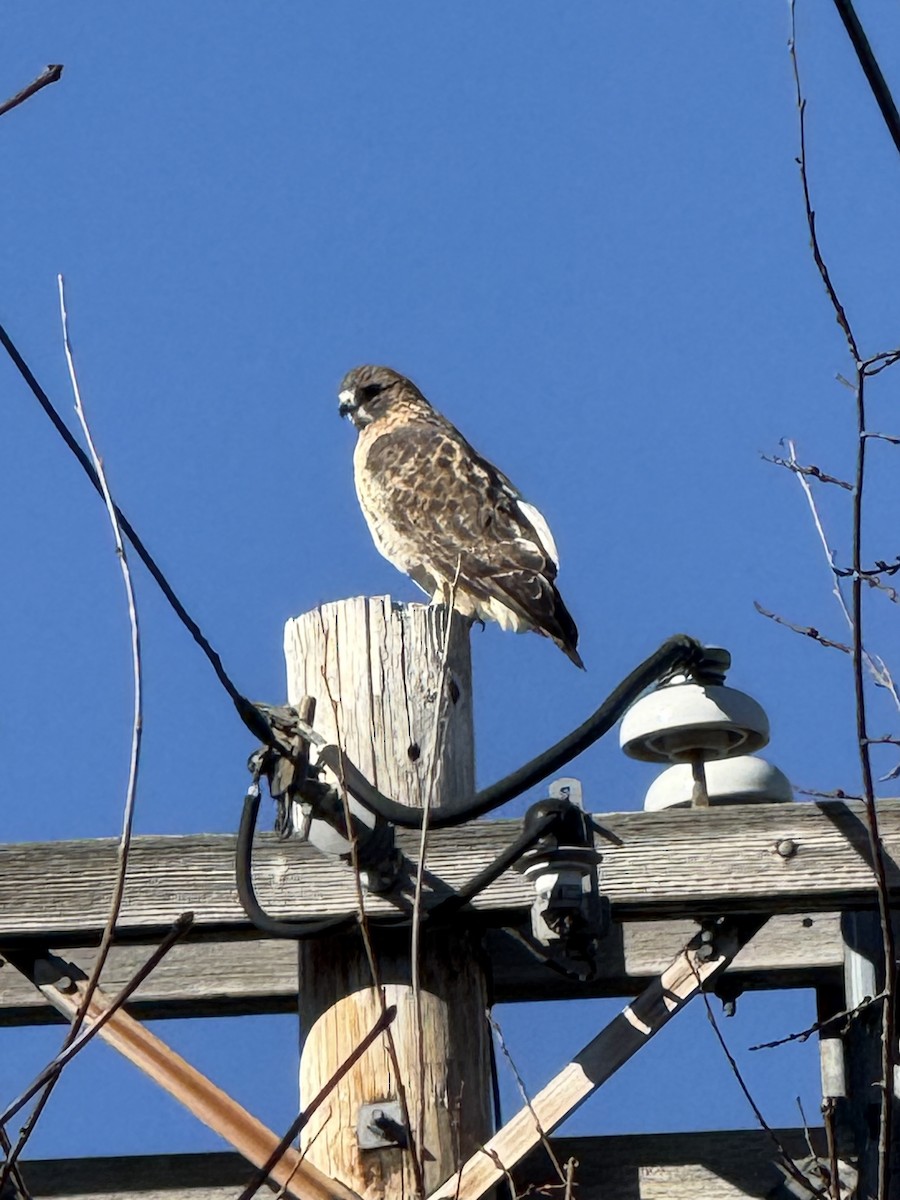 Red-tailed Hawk - ML645455811