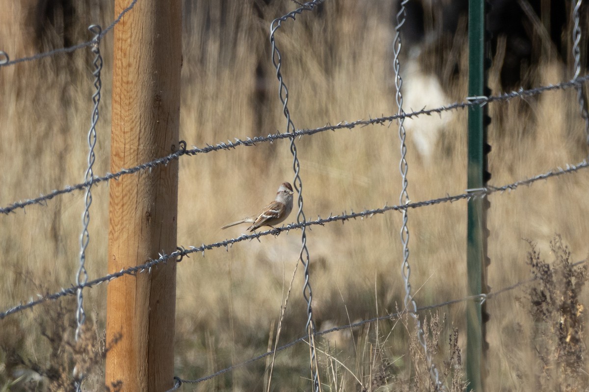 American Tree Sparrow - ML645455821