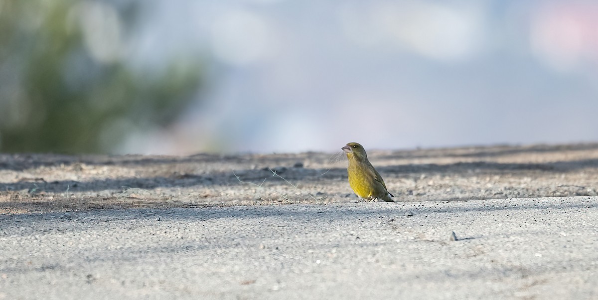 ירקון - ML645455824
