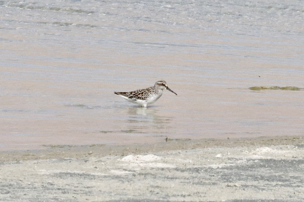 Broad-billed Sandpiper - ML645455828