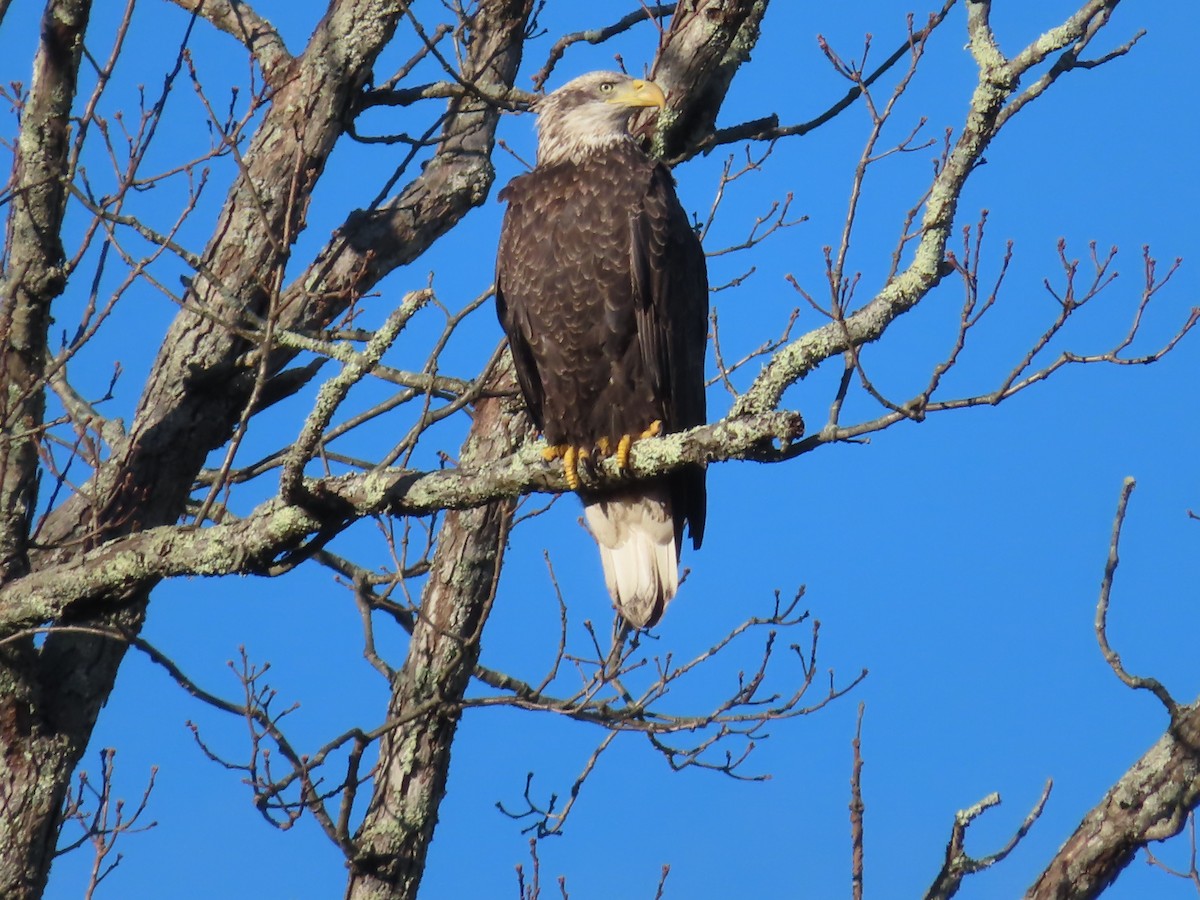 Bald Eagle - ML645455831