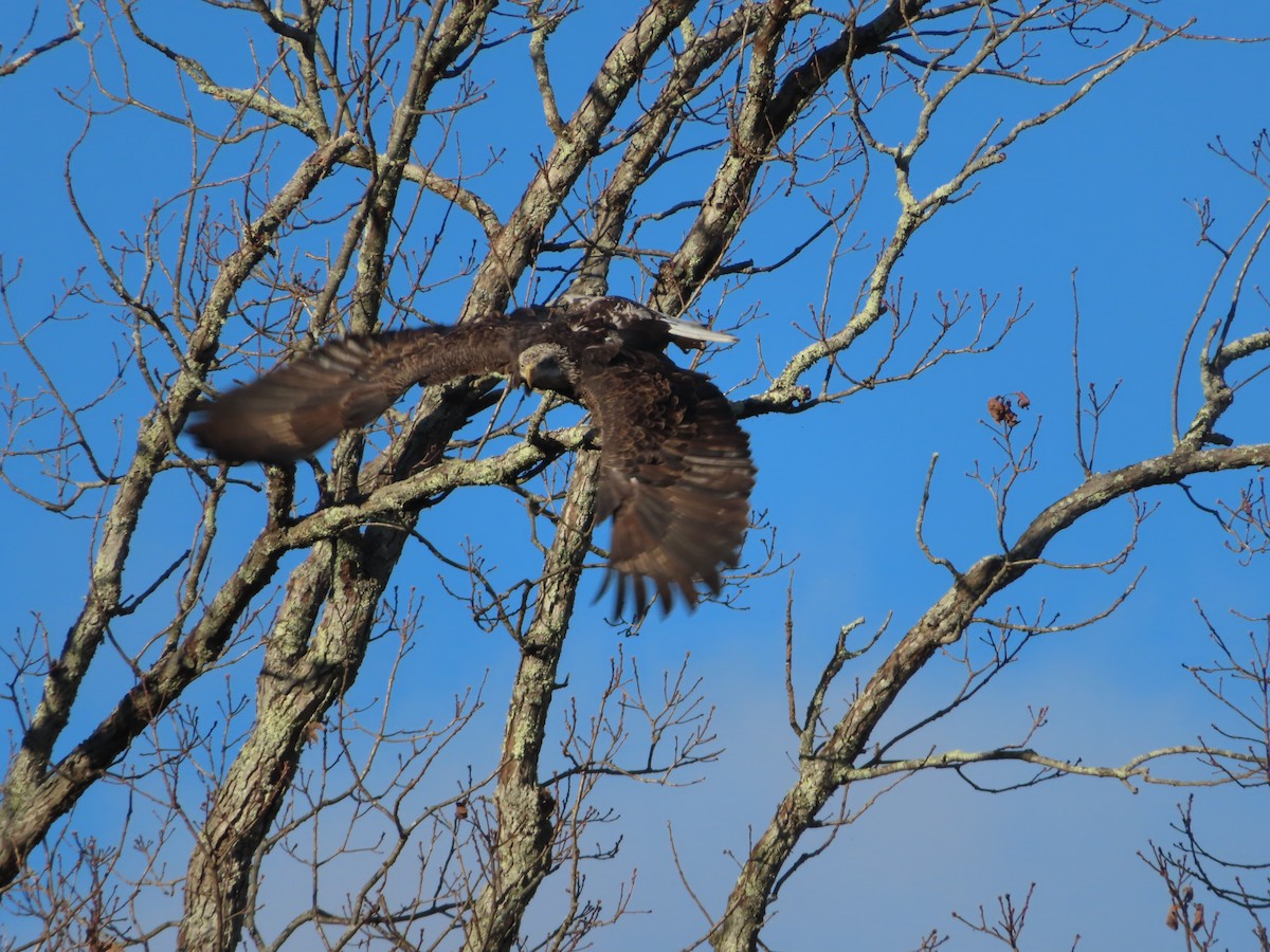 Bald Eagle - ML645455833