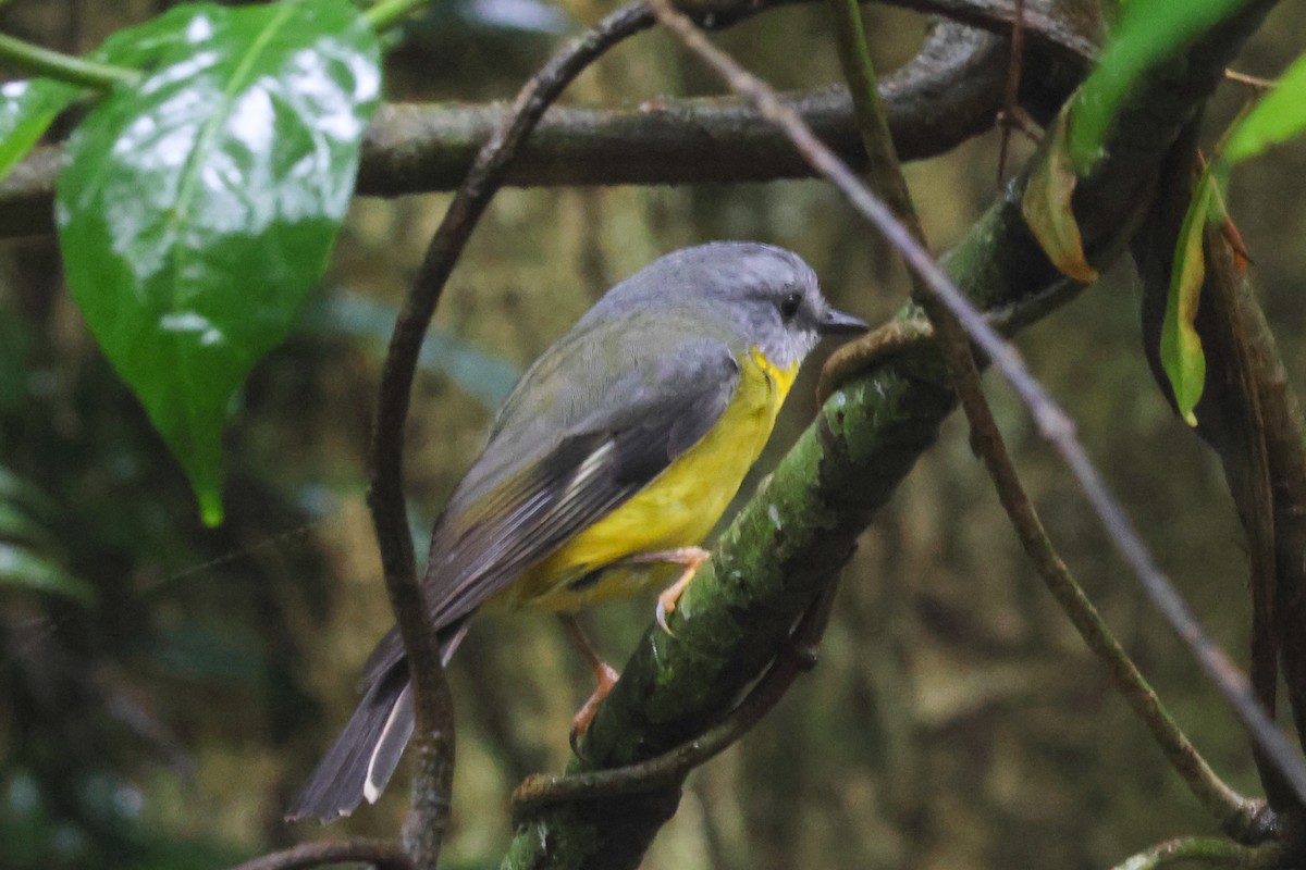 Eastern Yellow Robin - ML645455834