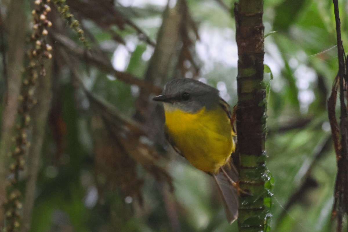 Eastern Yellow Robin - ML645455835