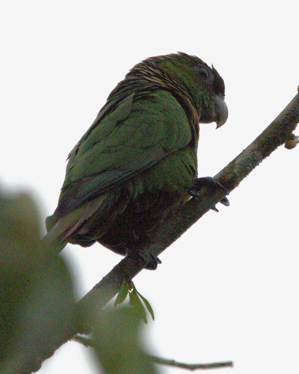 Котора темнохвостий - ML645455848