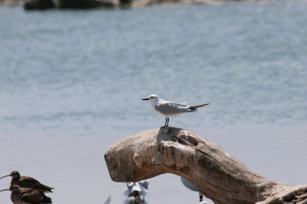 Gull-billed Tern - ML645455851
