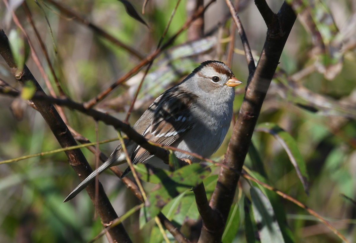 White-crowned Sparrow - ML645455852