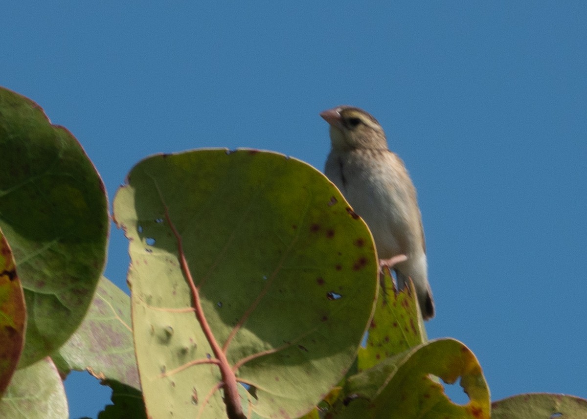 Northern Red Bishop - ML645455858