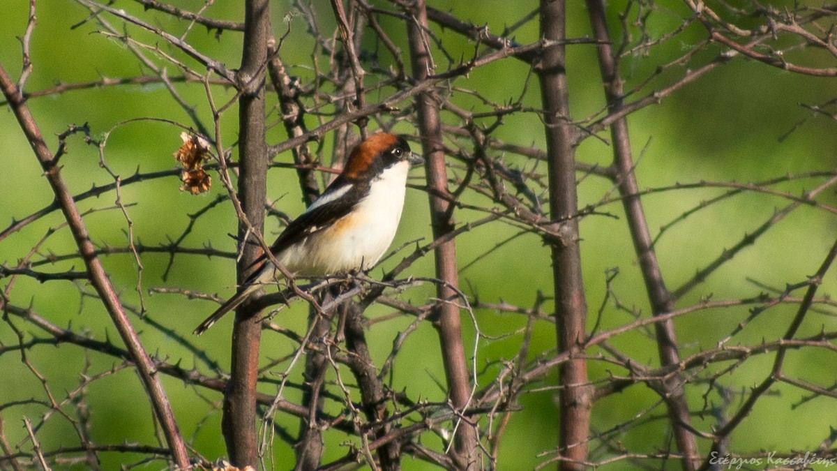 Woodchat Shrike - ML645455860