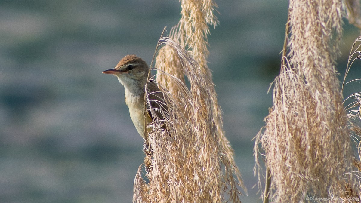 Great Reed Warbler - ML645455868