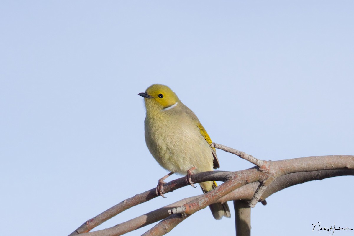 hvitsmykkehonningeter - ML645455886