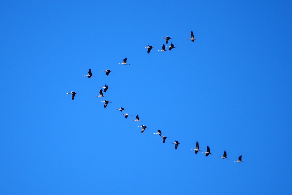 灰鶴 - ML645455889