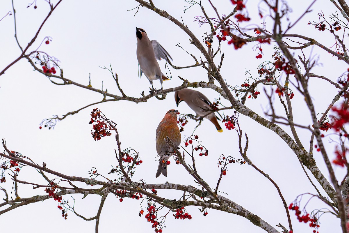 キレンジャク - ML645455891