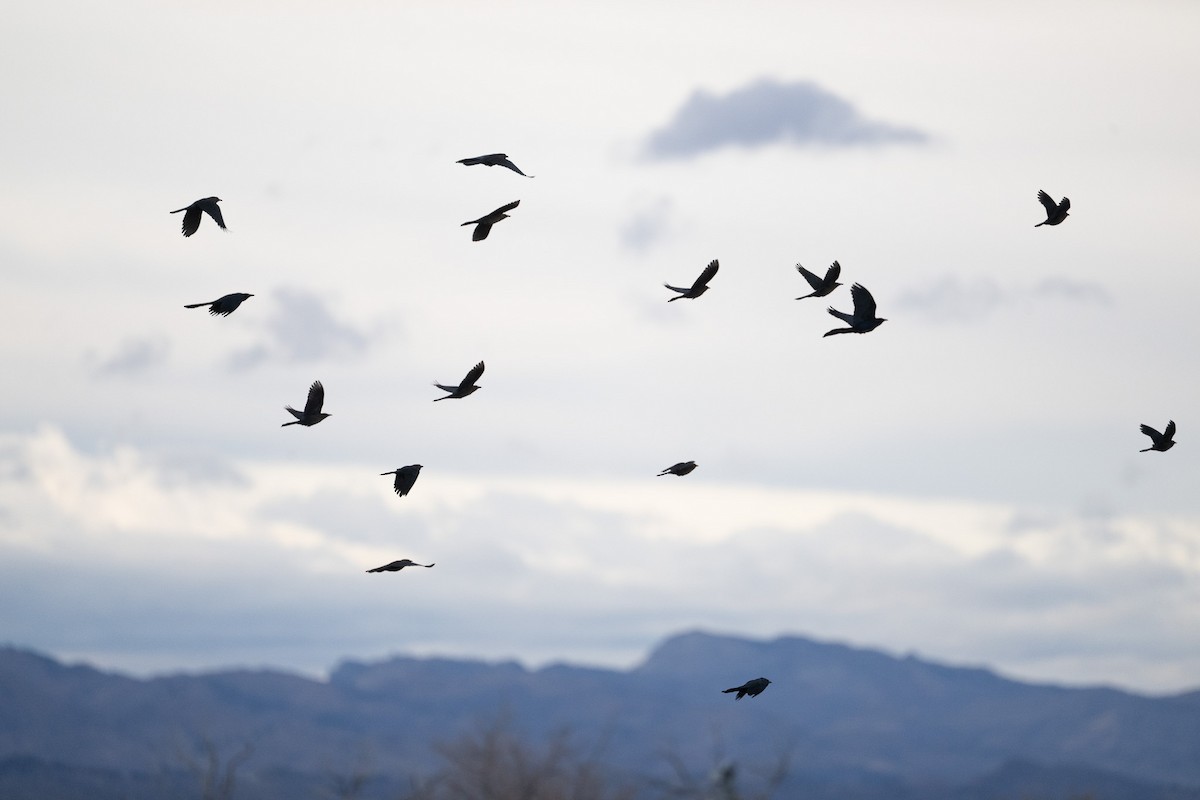 Great-tailed Grackle - ML645455901