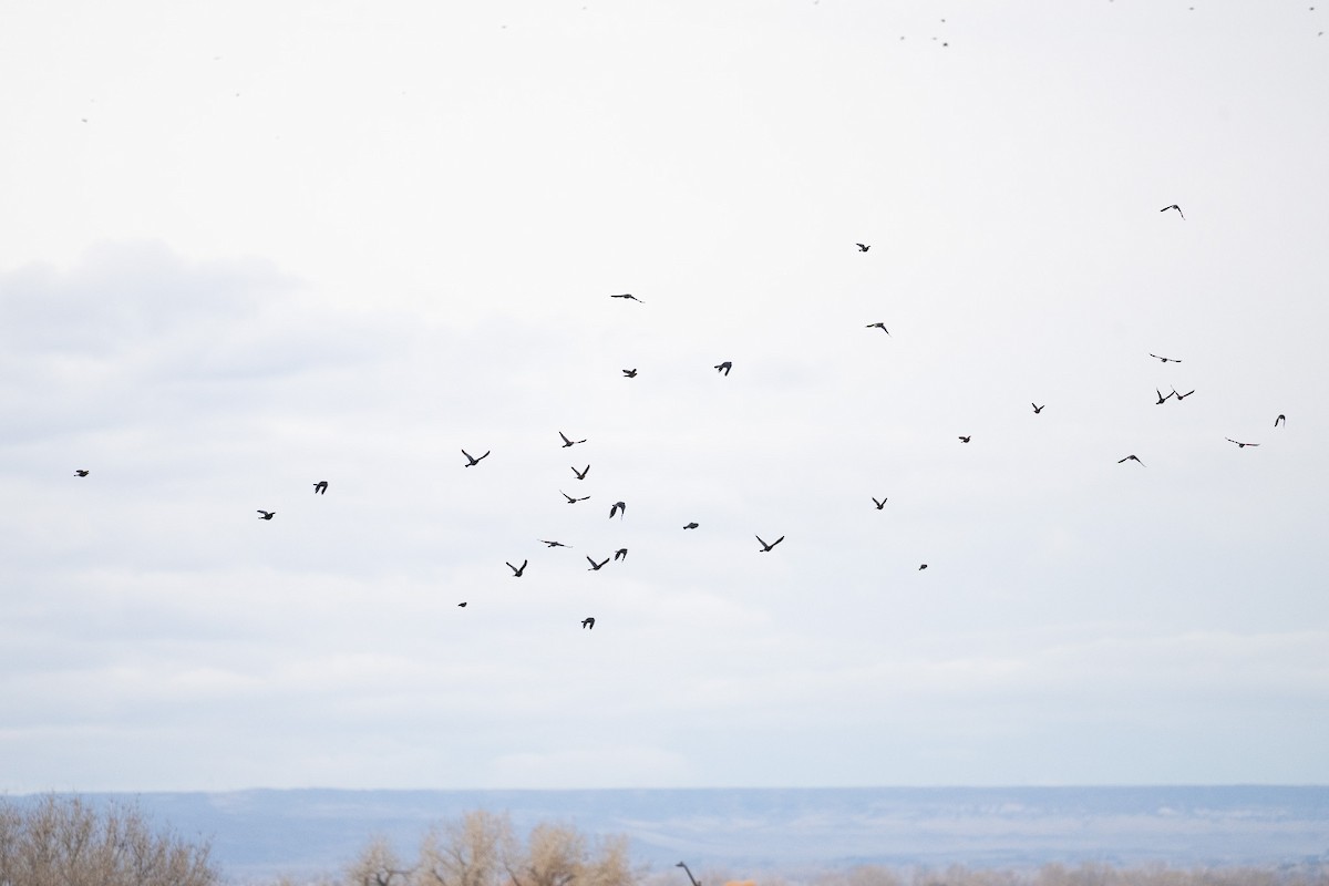 Great-tailed Grackle - ML645455902