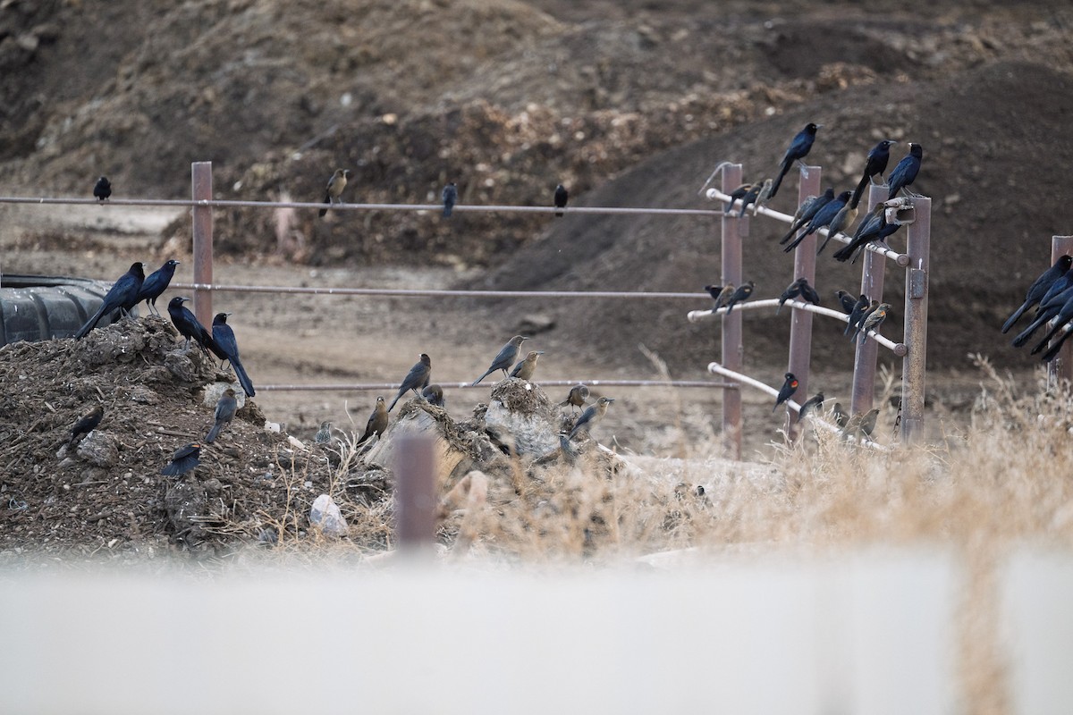 Great-tailed Grackle - ML645455904