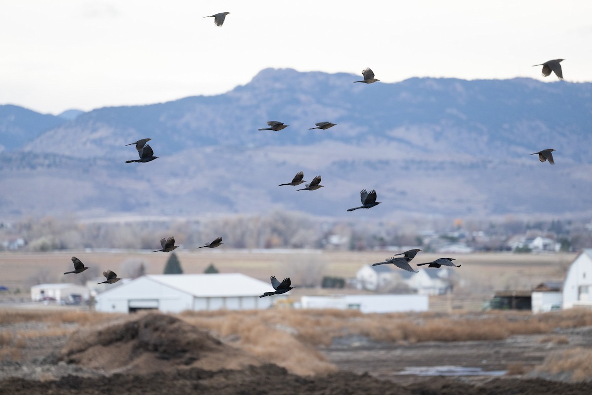 Great-tailed Grackle - ML645455905