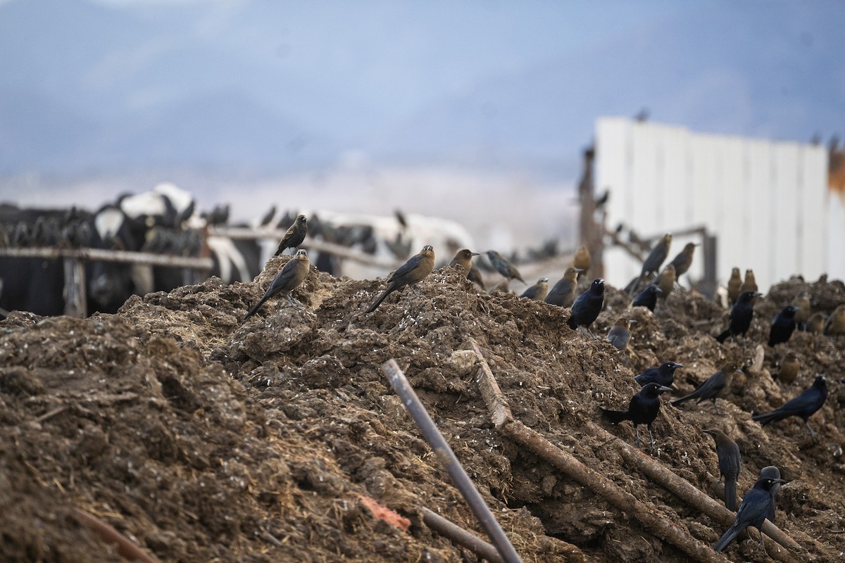 Great-tailed Grackle - ML645455906
