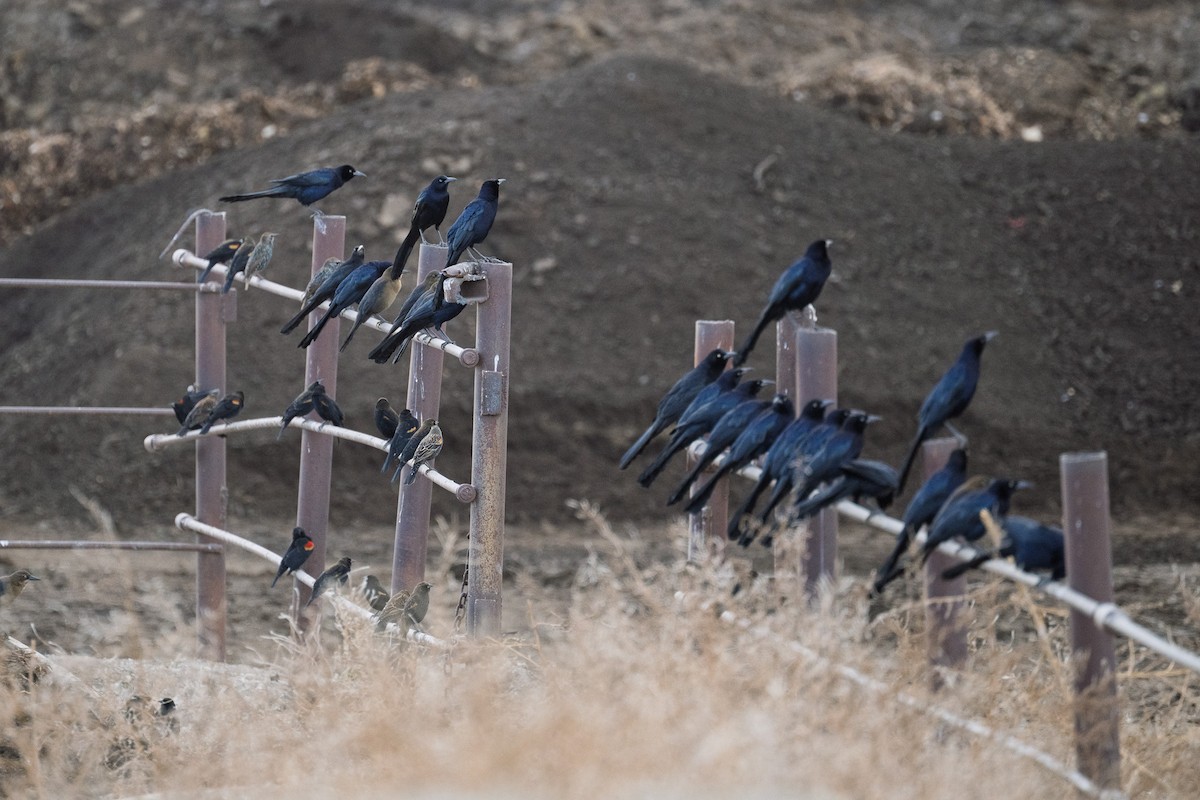 Great-tailed Grackle - ML645455907
