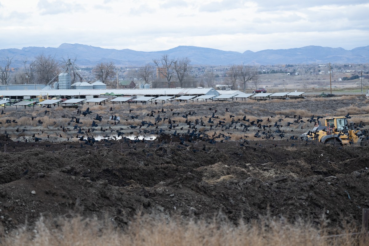 Great-tailed Grackle - ML645455908