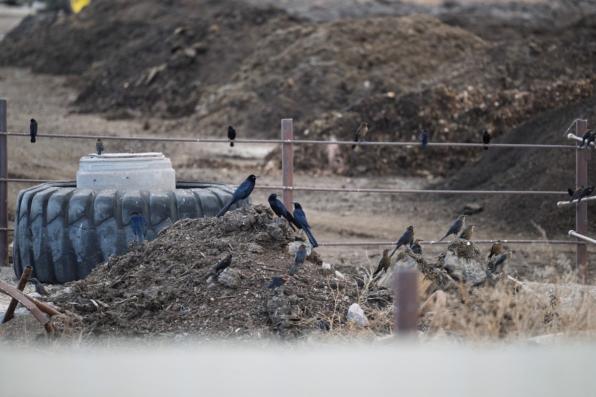 Great-tailed Grackle - ML645455909